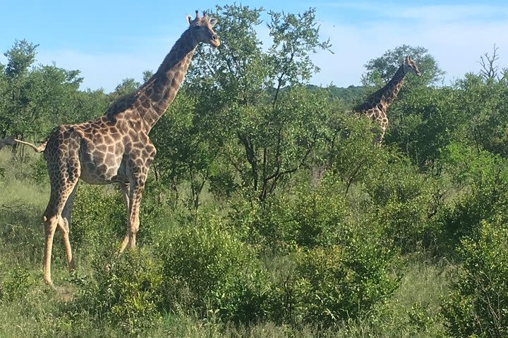 Madikwe Game Reserve South Africa Tour image