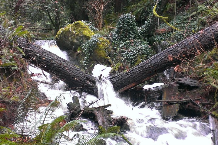 Vancouver Island Rainforest Guided Hike with Private Guide image