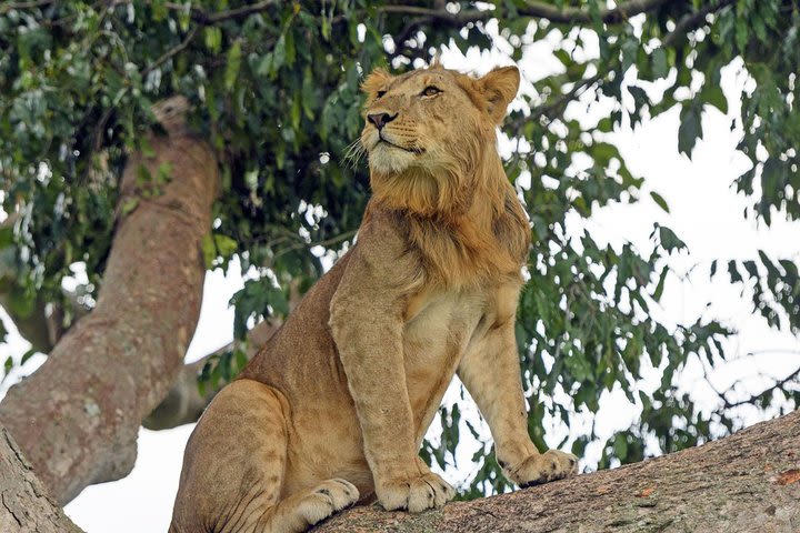 3 Day Queen Elizabeth NP Safari image