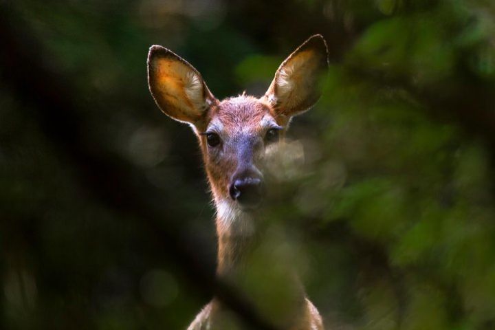 The Wildlife Photography Walk image