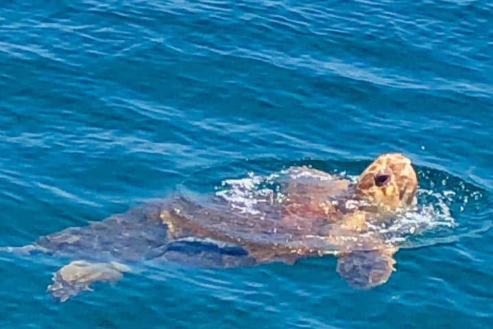 Snorkeling at the South Walton Dolphin Reef in Miramar Beach, Destin image