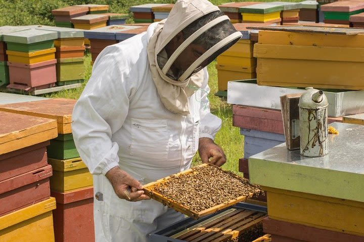 ADI Beekeeping: pioneers of Italian organic honey