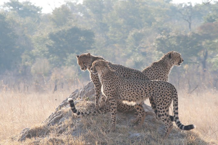Victoria Falls - Chobe Combo