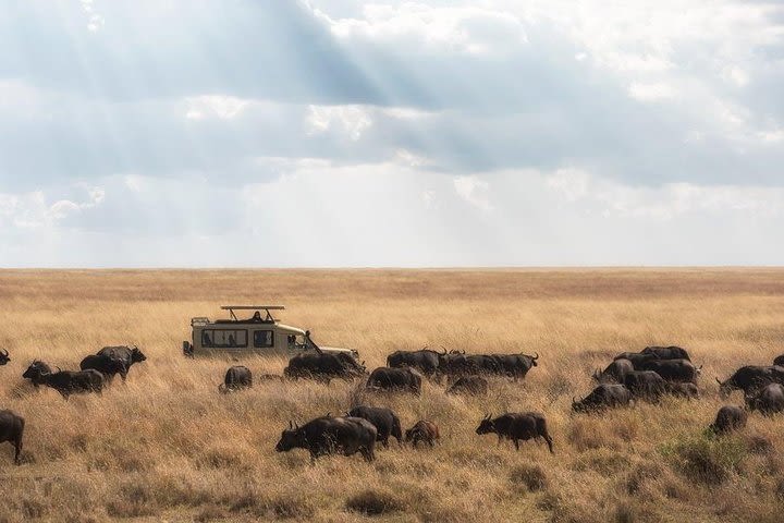 4 Days Tanzania Family Luxury Safari