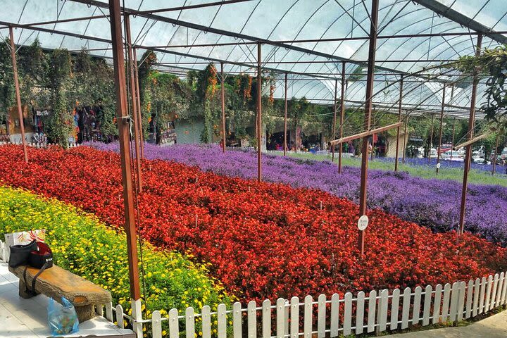 Cameron Highland Full Day Tour (Private Tour) 