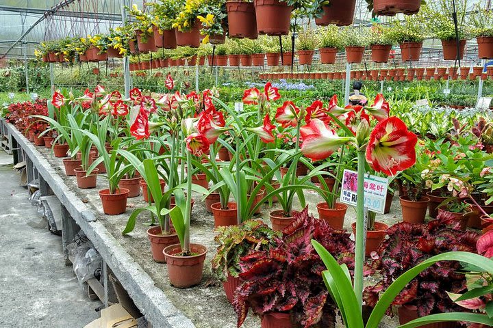 Cameron Highland Full Day Tour (Private Tour) 
