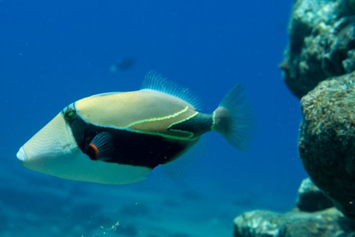 Niihau & Na Pali Super Tour