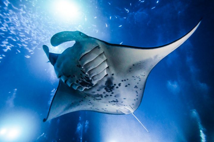 Combo Package Morning Snorkel and Manta Ray Snorkel in Kona