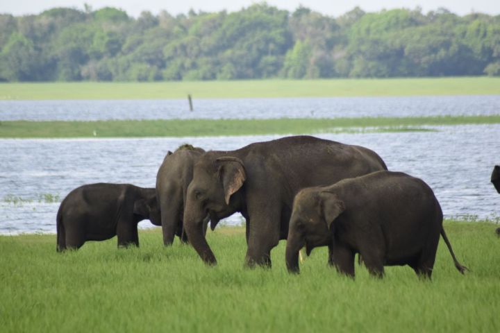 Private Jeep Safari at Minneriya to Visit Elephant Gathering