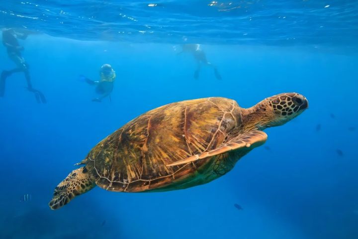 Turtle Canyon Snorkeling Tour Honolulu