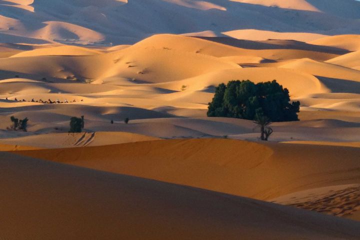  paseo en camello en Merzouga y la noche en el desierto 
