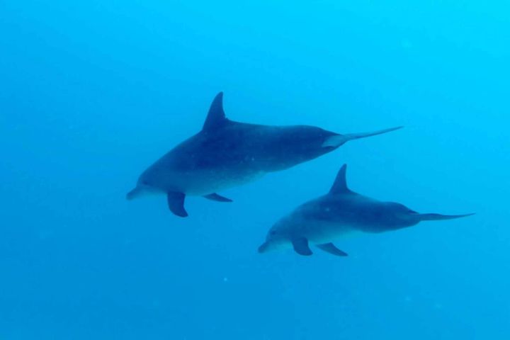 Discover Scuba Diving in the North of Mauritius