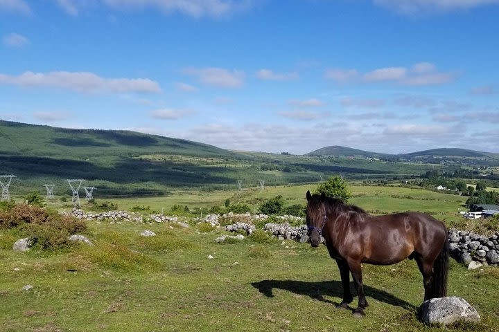 Wicklow Mountains Horse Trekking