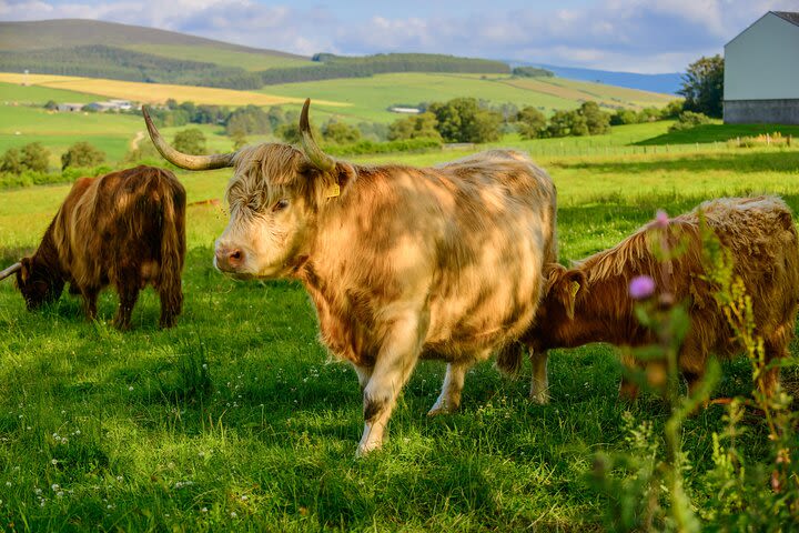 Invergordon 2026 Highland Highlights, including Beauly