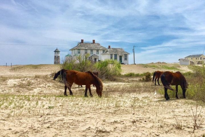 Outer Banks Wild Horse 4WD Adventure