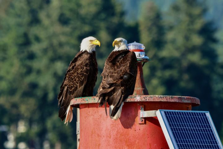 Vancouver City and Nature Boat Tour
