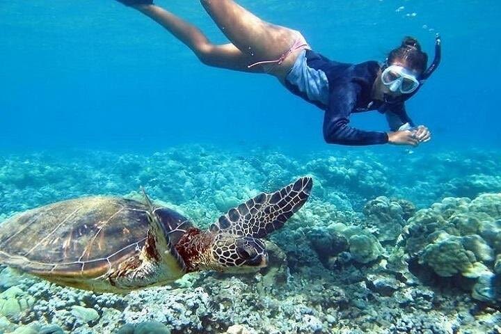 Oahu Circle Island Snorkel Adventure