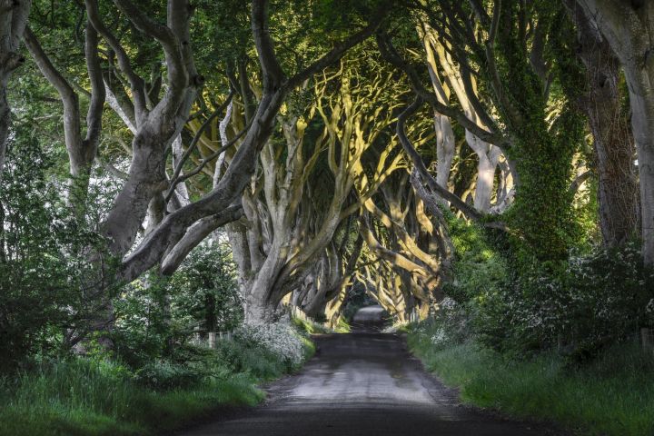 Game of Thrones & Giant's Causeway Tour