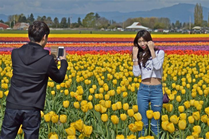 Skagit Valley Tulip Festival Day Tour from Seattle