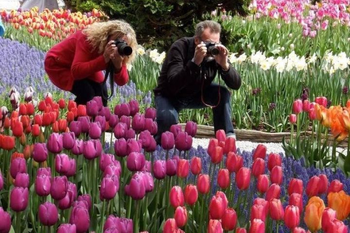 Skagit Valley Tulip Festival Day Tour from Seattle