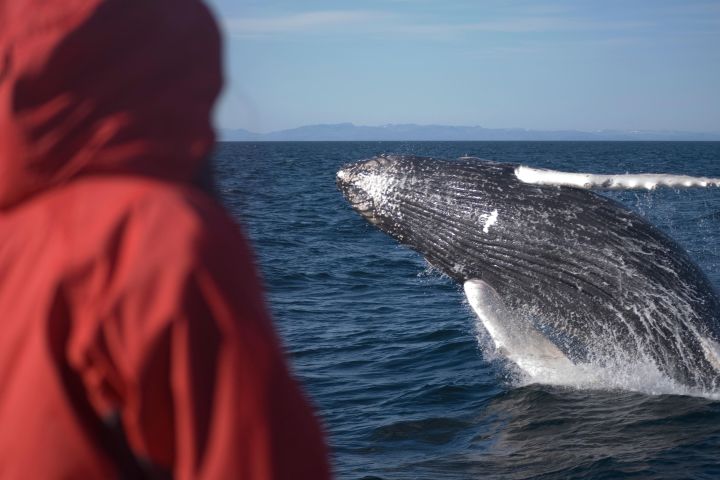 Whale and Puffin Watching Tour