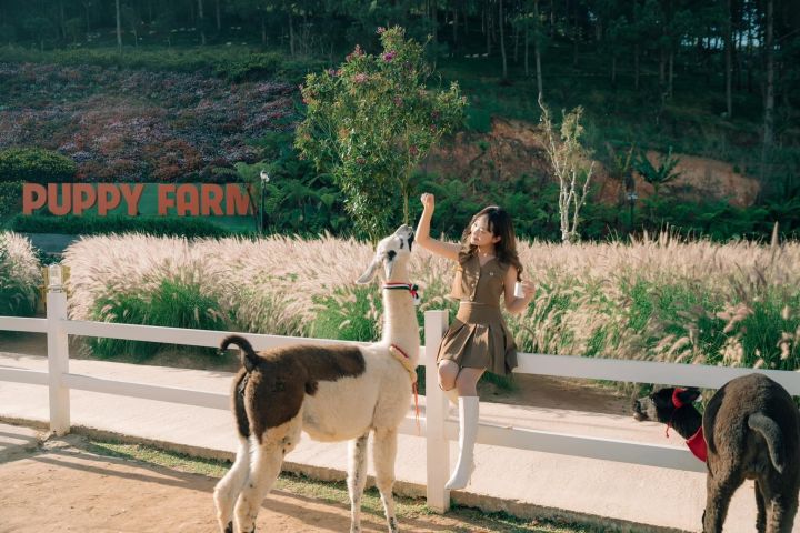 Da Lat Full-Day Tour: Top Attractions