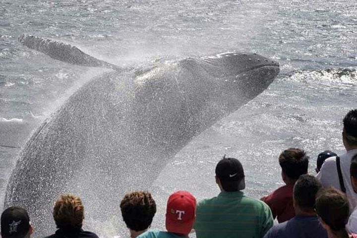 Gloucester Whale Watching Tour