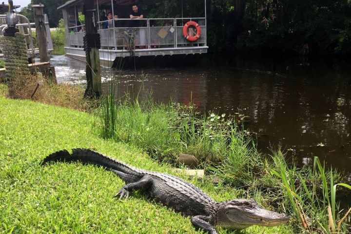 90-Minute Jean Lafitte Swamp Tour