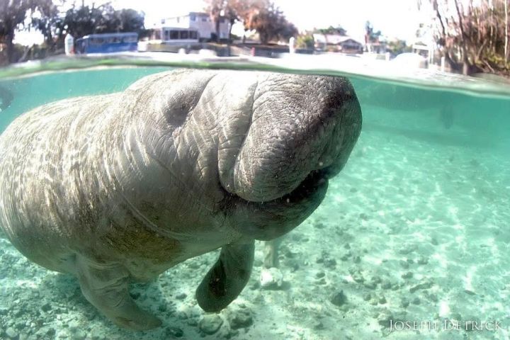 Crystal River Manatee Snorkel Tour