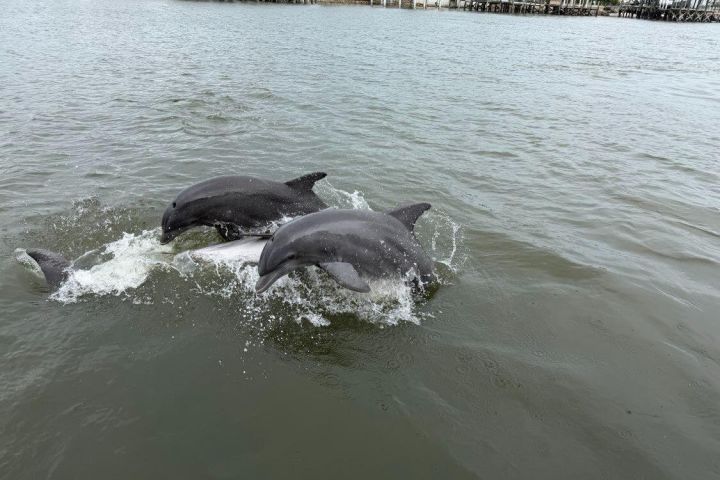St. Augustine Dolphin & Wildlife Cruise