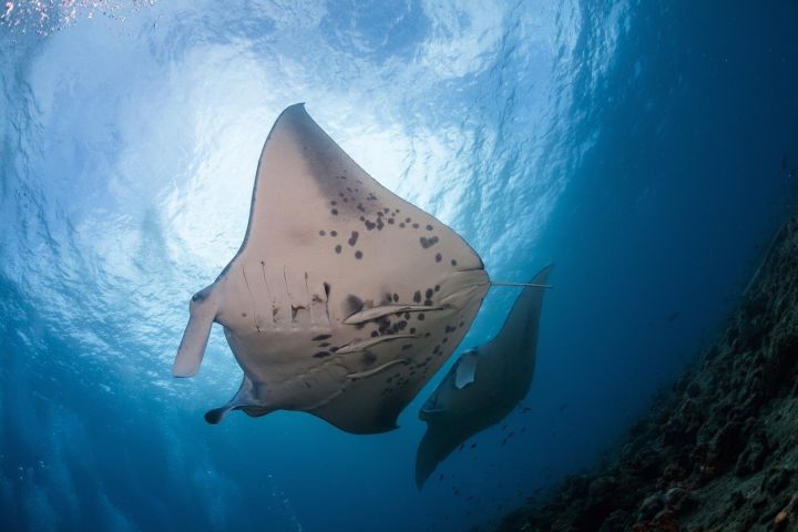 Manta Ray Night Snorkel Adventure
