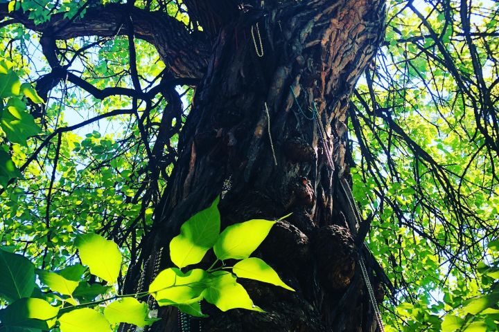 Old Louisville Walking Tour