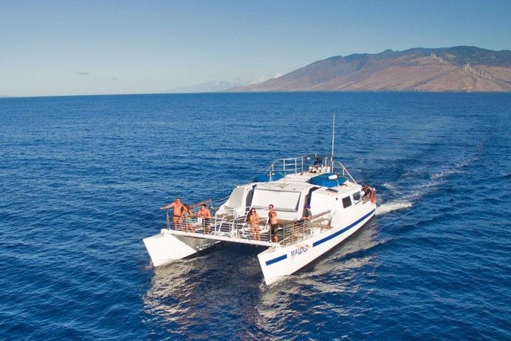 Maui Whale Watch Cruise