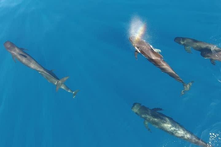 Maui Whale Watching Private Air Tour