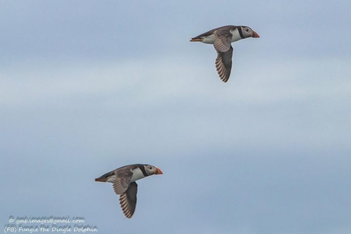 Dingle Dolphin Blasket Adventures