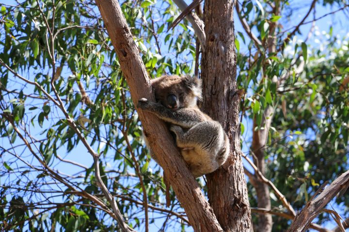 Morialta Wilderness and Wildlife Hike