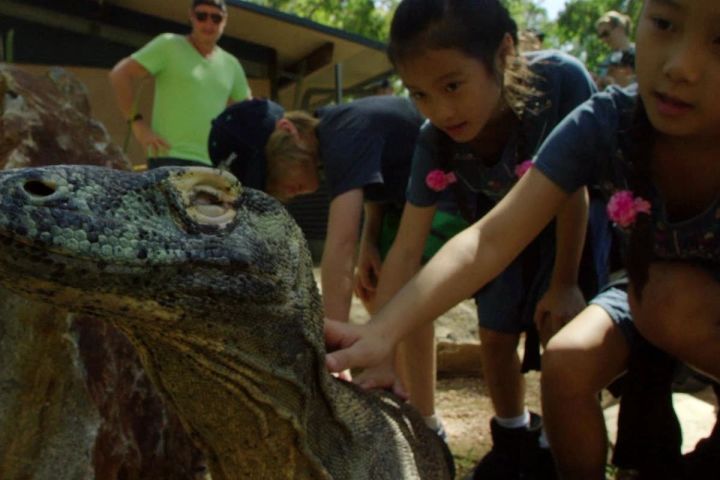 Hartley's Crocodile Adventures Tour