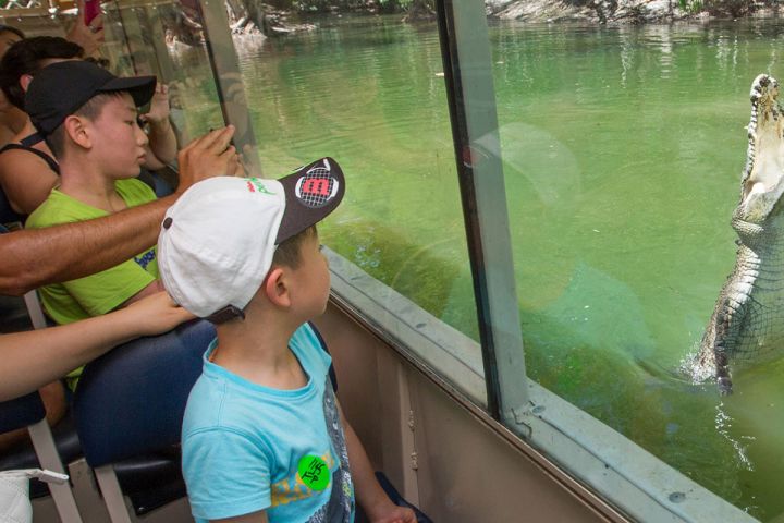 Hartley's Crocodile Adventures Tour