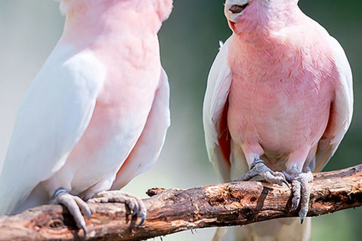 Birdworld Kuranda Rainforest Aviary