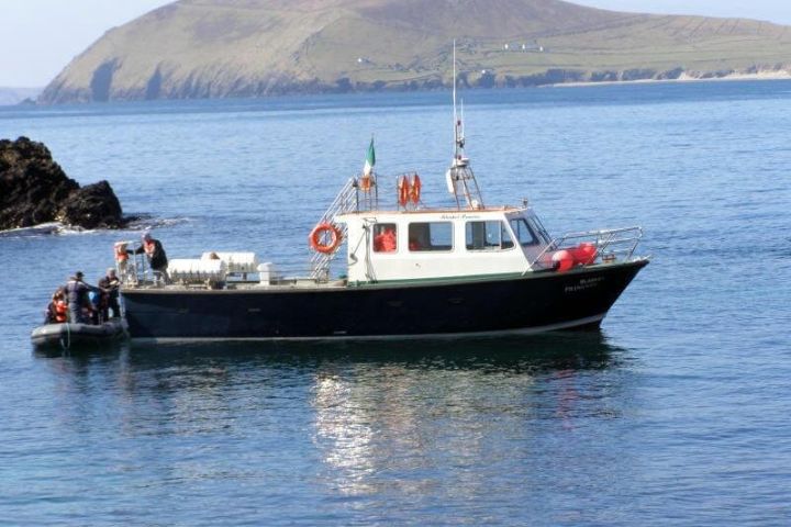 Dolphin and Whale Watching Tour from Dingle
