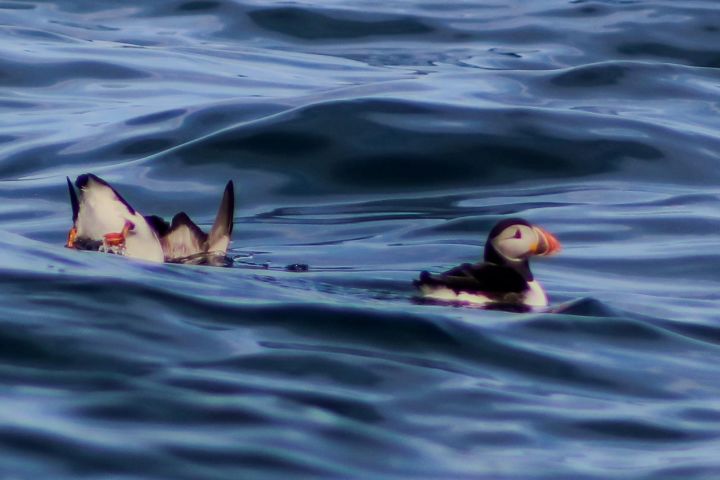Ultimate Skellig Coast Tour with AquaTerra Boat Tours
