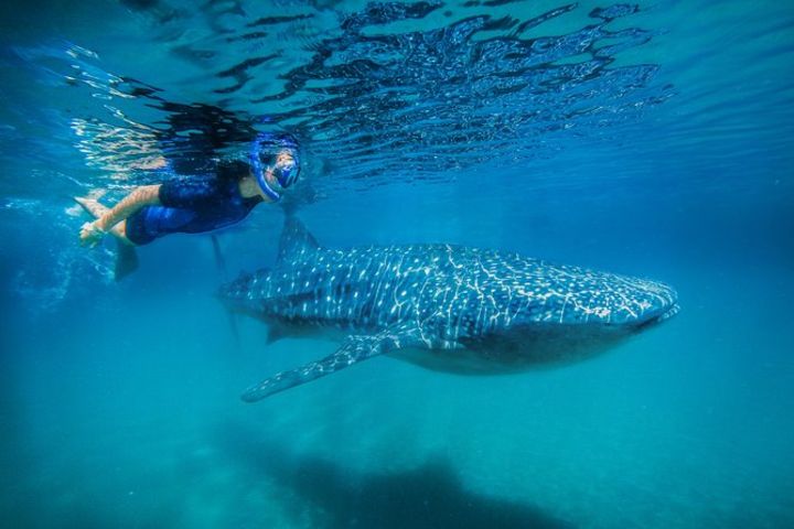 Whale Shark Snorkeling Adventure