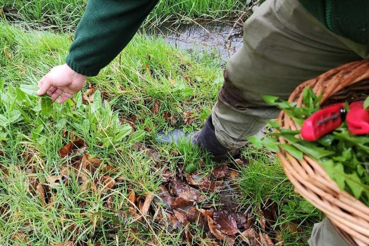Northern Ireland Foraging & Bushcraft Experience