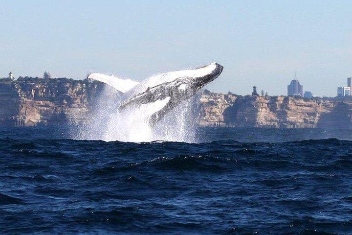 Sydney Harbour Whale Watching & Zoo Combo image