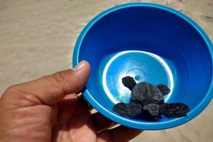 Baby Turtle Release And Horse Back Riding Tour image