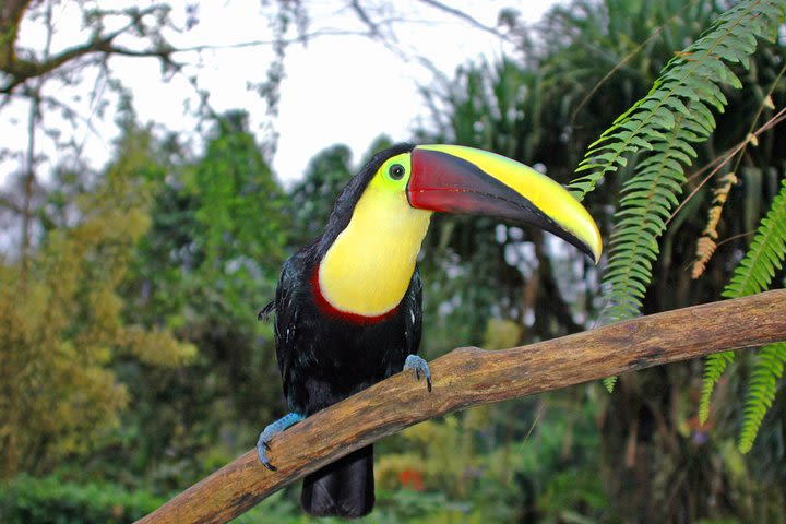 Bird Watching Near the Arenal Volcano image