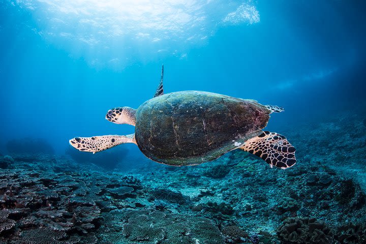 Snorkeling in Menjangan Marine Park - Discover abundant marine life of Pemuteran image