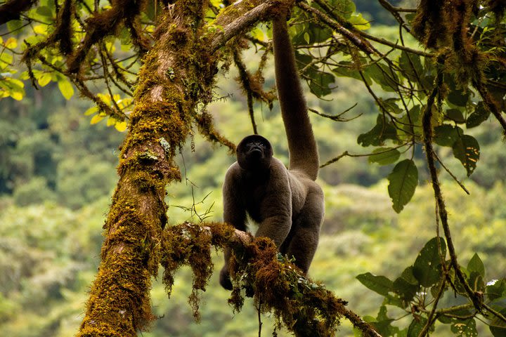 Manu National Park Tour 4days/3night image