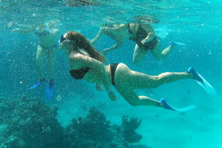 Full-Day Snorkeling with Dolphins in Hurghada with Lunch image