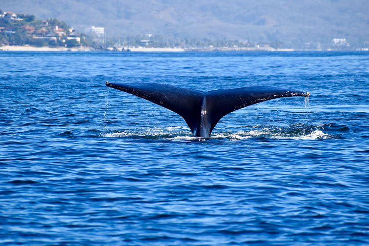 Private Marine Safari (experience whales, dolphins, turtles, and/or manta rays) image